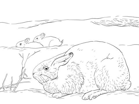 Arctic Hares Coloring Page